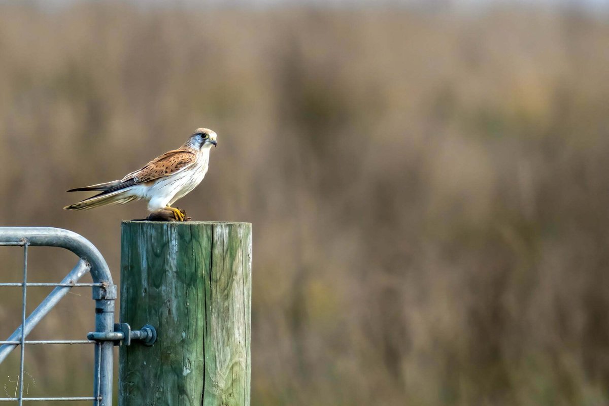 travishale's tweet photo. Nankeen Kestrel (Falco cenchroides) https://t.co/j5nu3sE8HJ