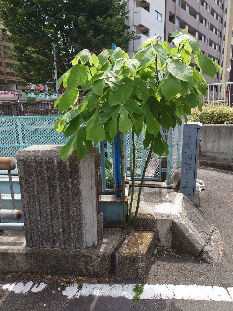 手塚さとし tweet media