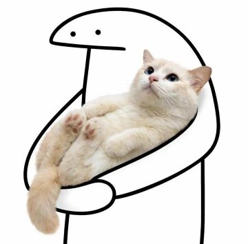 cats 🐈 tweet media