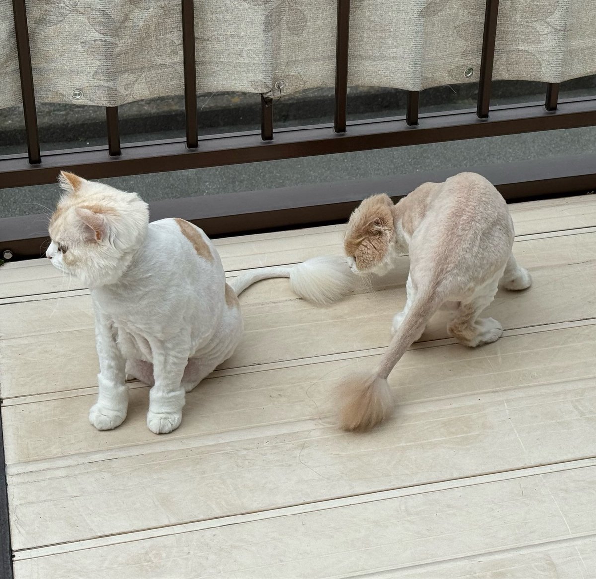 なこ＆モカ専属執事達 tweet media