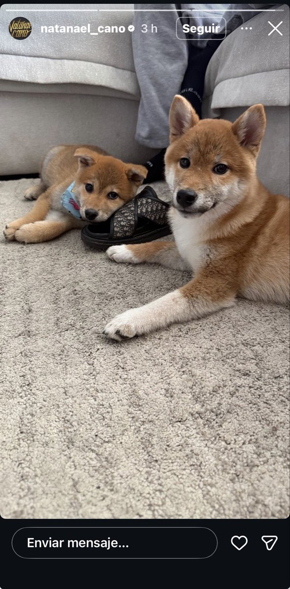 Off leoo tweet media