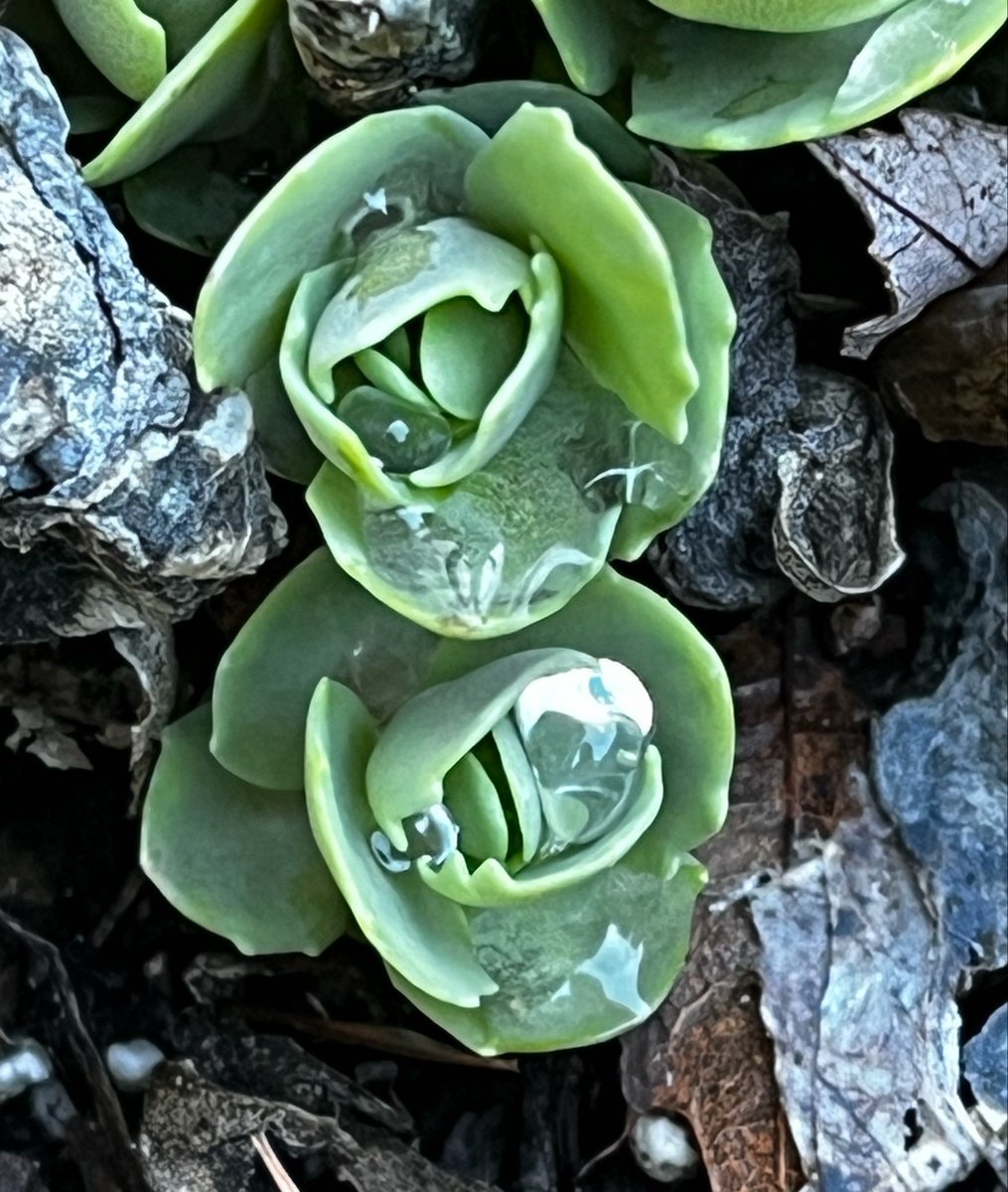 SarahM_PAC's tweet photo. @admired_art Leaves are some of my favorite things to photograph https://t.co/mMf8dmBb6f