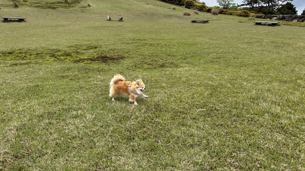 走ってるチビちゃん⛰️
