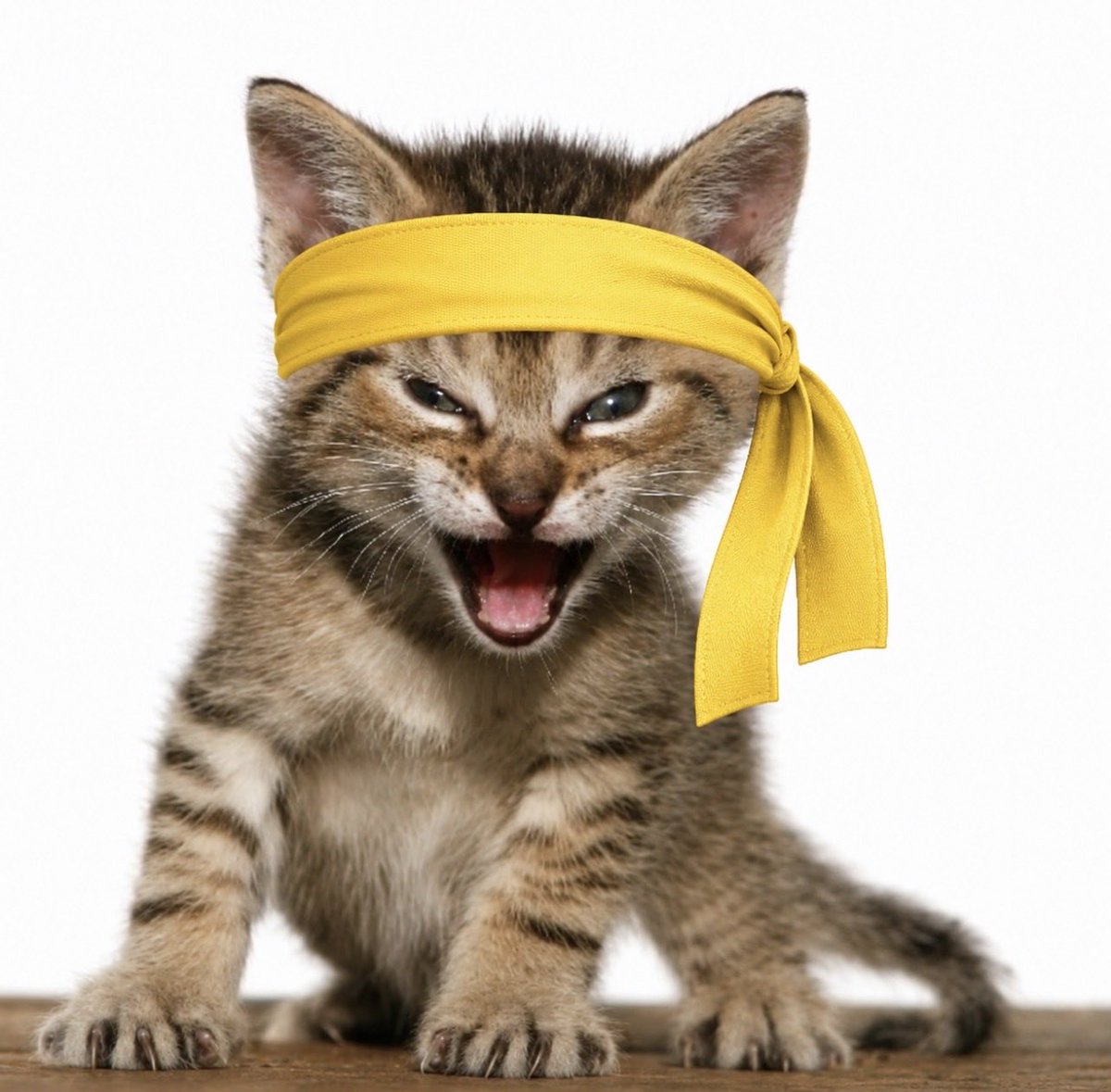 🐱 tweet media