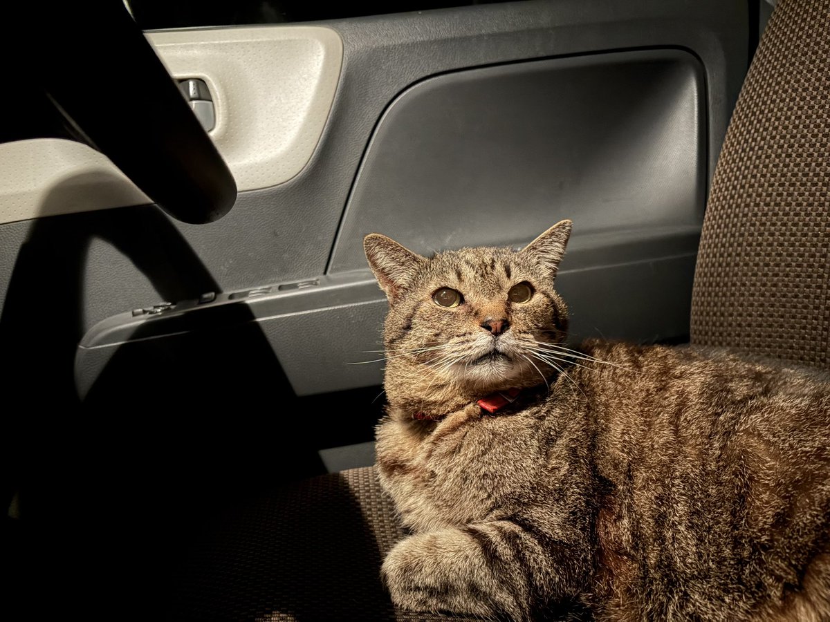 KSnotw's tweet photo. 「アタイの車にゃ。汚すんじゃねーぞ」

 #ねこ #猫 #ネコ #にゃんこ #愛猫に愛車を乗っ取られた人は手をあげて😂 https://t.co/lTGEVLQnK5