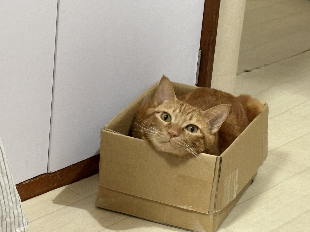 白羅 tweet media