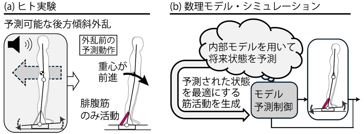uectokyo's tweet photo. 【ニュースリリース】人の姿勢はこれから起こる乱れにどのように備えているのか？ 重力を活用した姿勢調整が自然に現れる予測的姿勢制御の仕組みを解明
https://t.co/7ske9b2Txa https://t.co/fmzLLZDskd