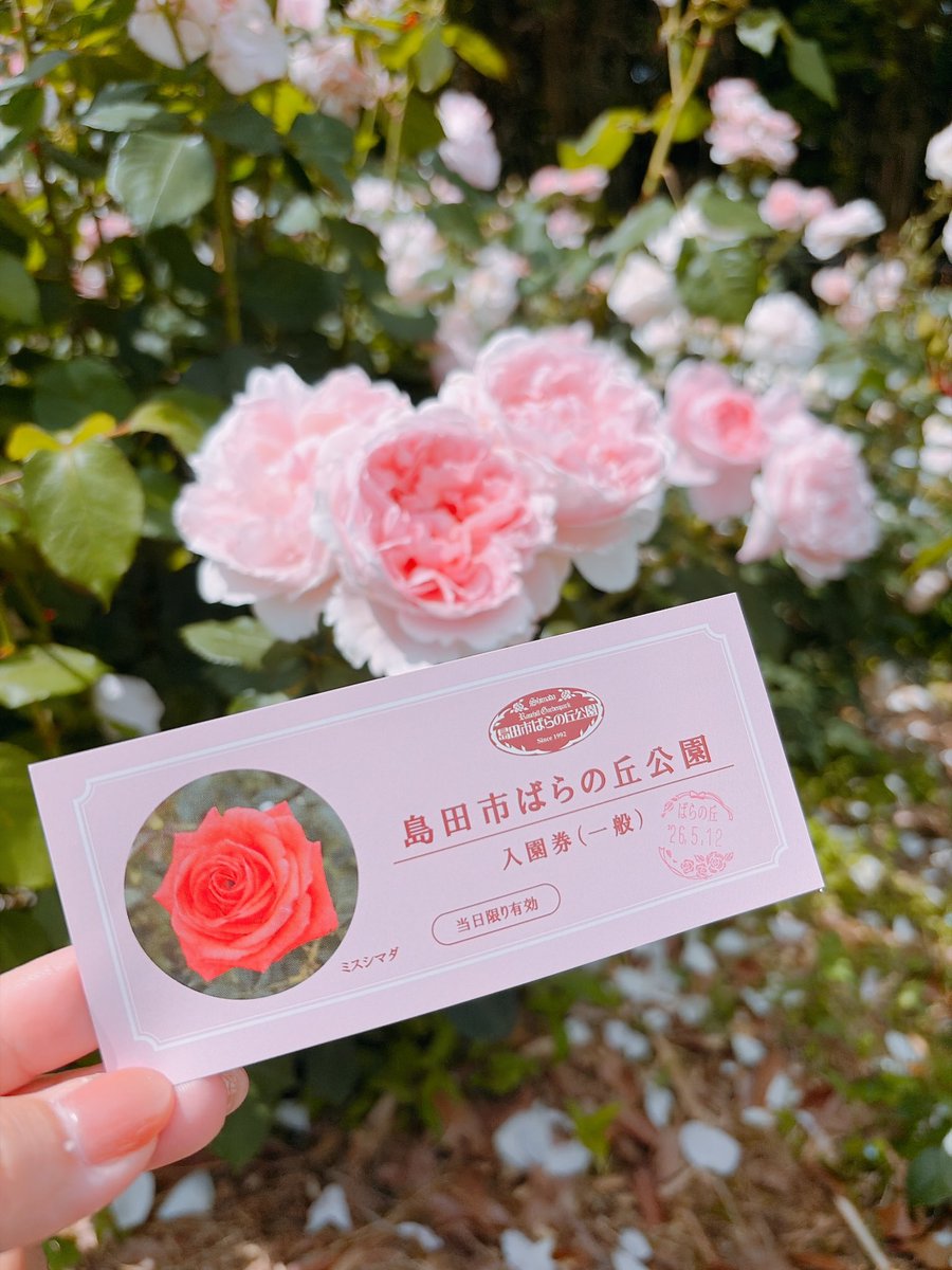 【NOA】はおちゃん tweet media