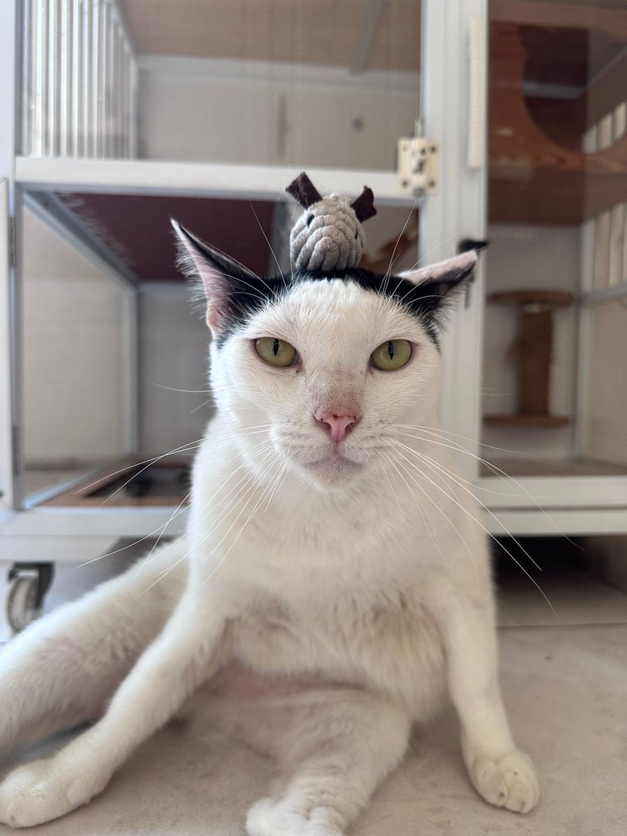 Ganteng-ganteng kucing tweet media