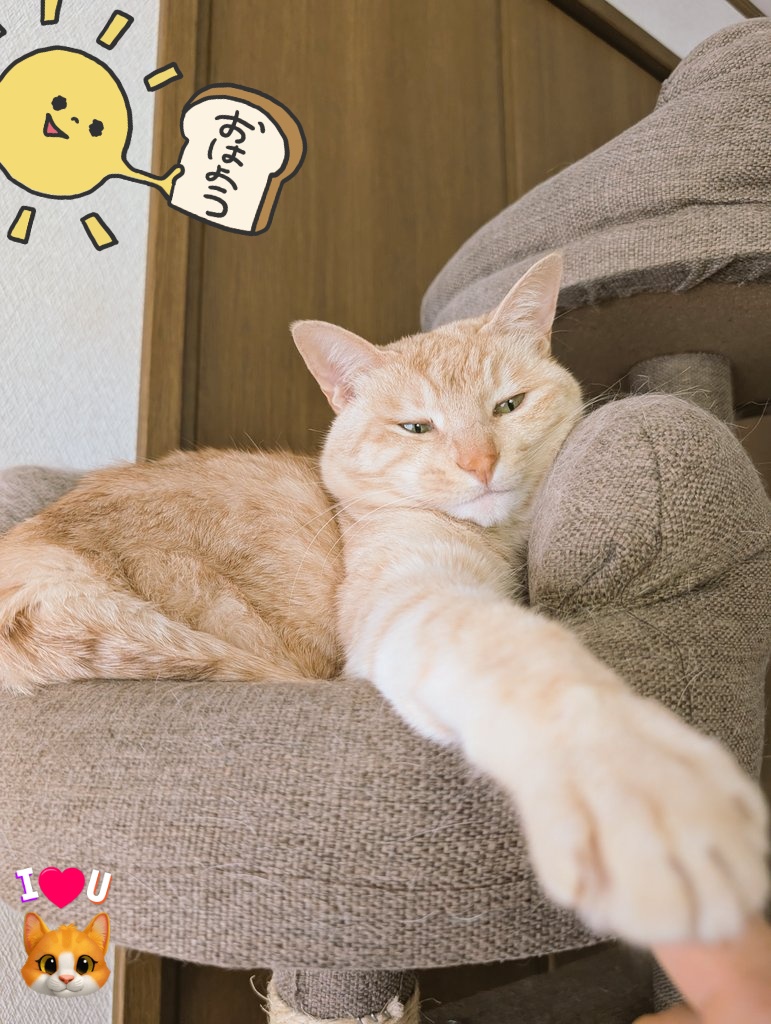 はな(こりん→猫) tweet media