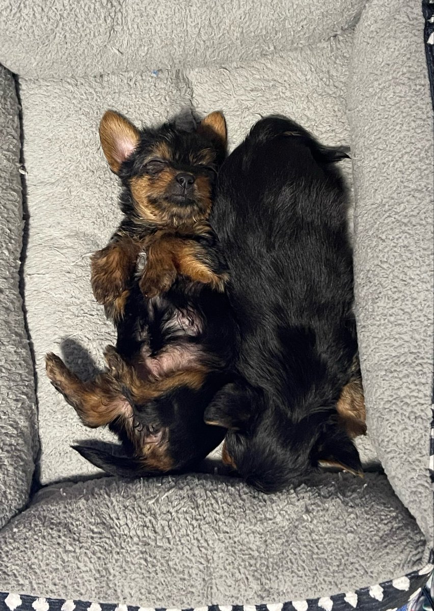 FoxDenCompanion's tweet photo. Our Easter puppies are officially 5 weeks old and entering full chaos mode 😂🐶

✨ Adam: 18.9 oz
✨ Eve: 21.3 oz

Expected adult size is roughly 4–5.5 lbs… though puppy growth charts are notoriously unreliable, especially with tiny breeds lol.

Still fun to compare though 🤍 https://t.co/n9RneK0oWZ