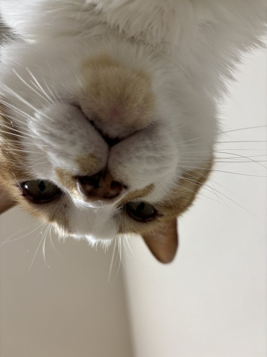 猫を飼えたアカウント (@nekoyashinau) / Posts / X