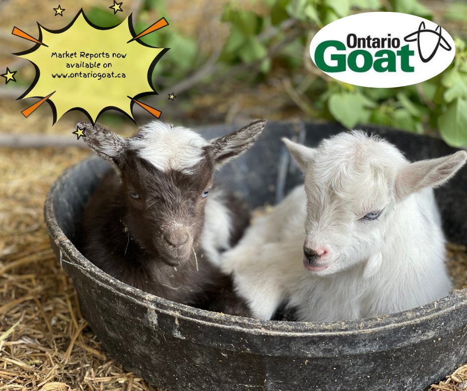 Ontario Goat tweet media