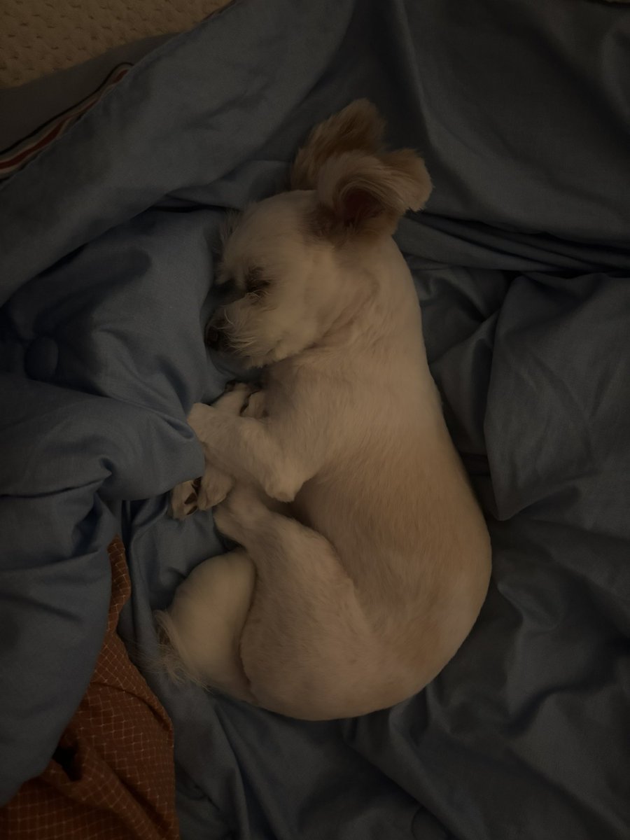 강아지 tweet media