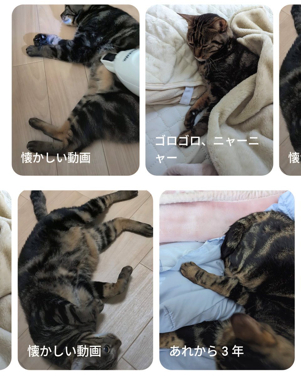 cat7rio's tweet photo. GooglePhotoの　懐かしい動画、〇〇年前の画像に、とらにゃんしか出てこない笑

GooglePhotoさえ、乗っ取る猫様
まさしく猫ハラ
笑笑

#猫のいる生活 #猫好きな人と繋がりたい https://t.co/iJTsauq7rg