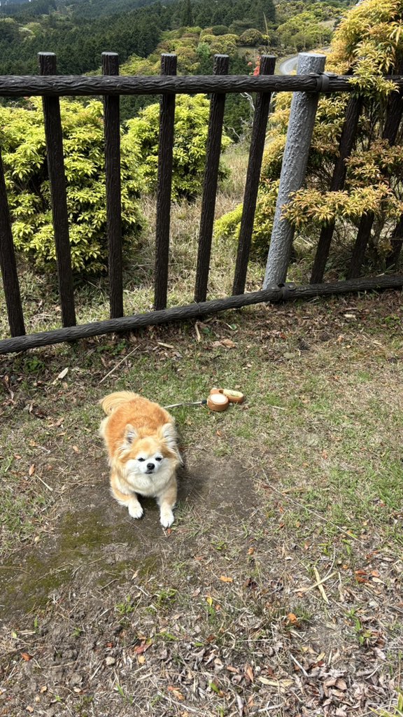 チビちゃん様 チビ様 専用ページ チビちゃん様専用ページ 2個 ちびよーこ様専用