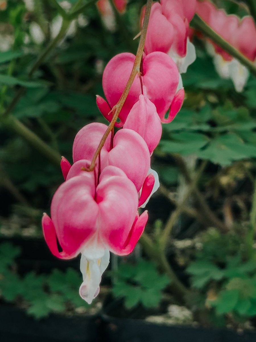 Jei_Ak's tweet photo. Pretty flowers to make me feel better because my brain is evil https://t.co/Je8CPvwAOK