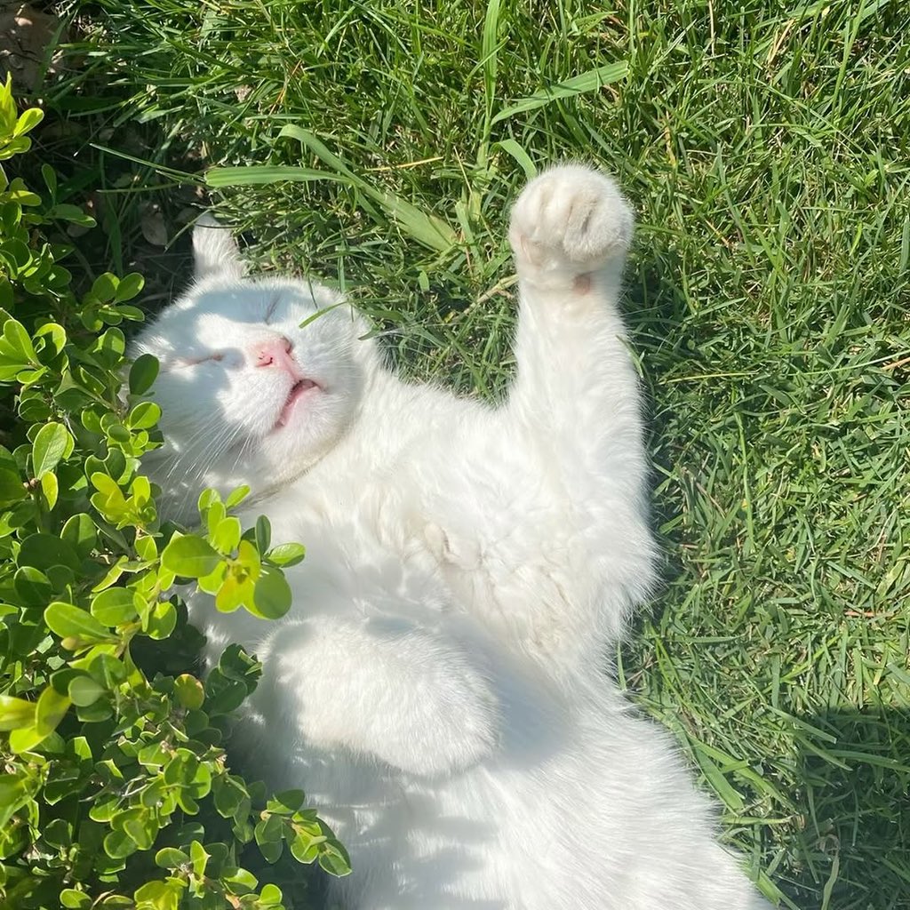No Cats No Life tweet media