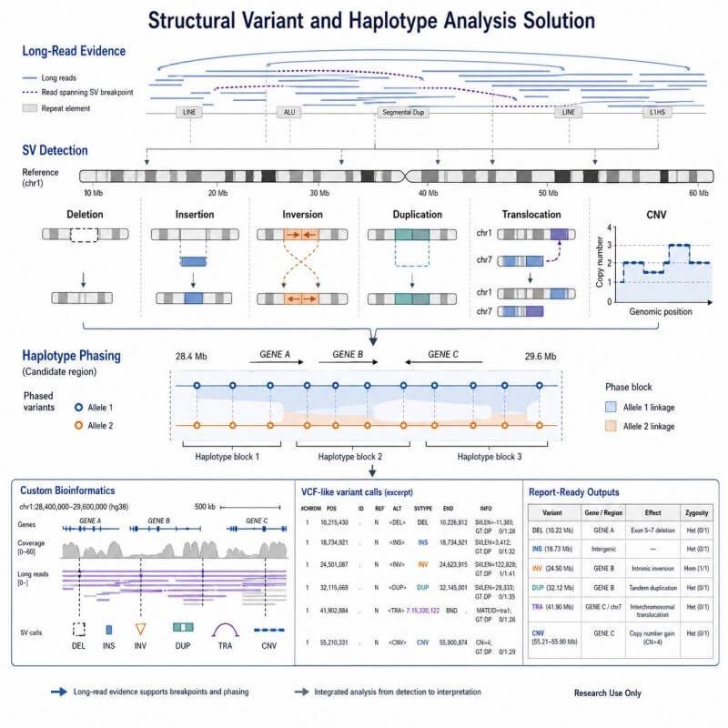 CDGenomics2005's tweet photo. SNPs not explaining your candidate region? SVs — deletions, duplications, inversions, CNVs — may be the answer. CD Genomics SV &amp; Haplotype: sequencing → detection → phasing → interpretation. https://t.co/1LX4lPKfQw #StructuralVariants #Genomics https://t.co/QjbYRf05LD