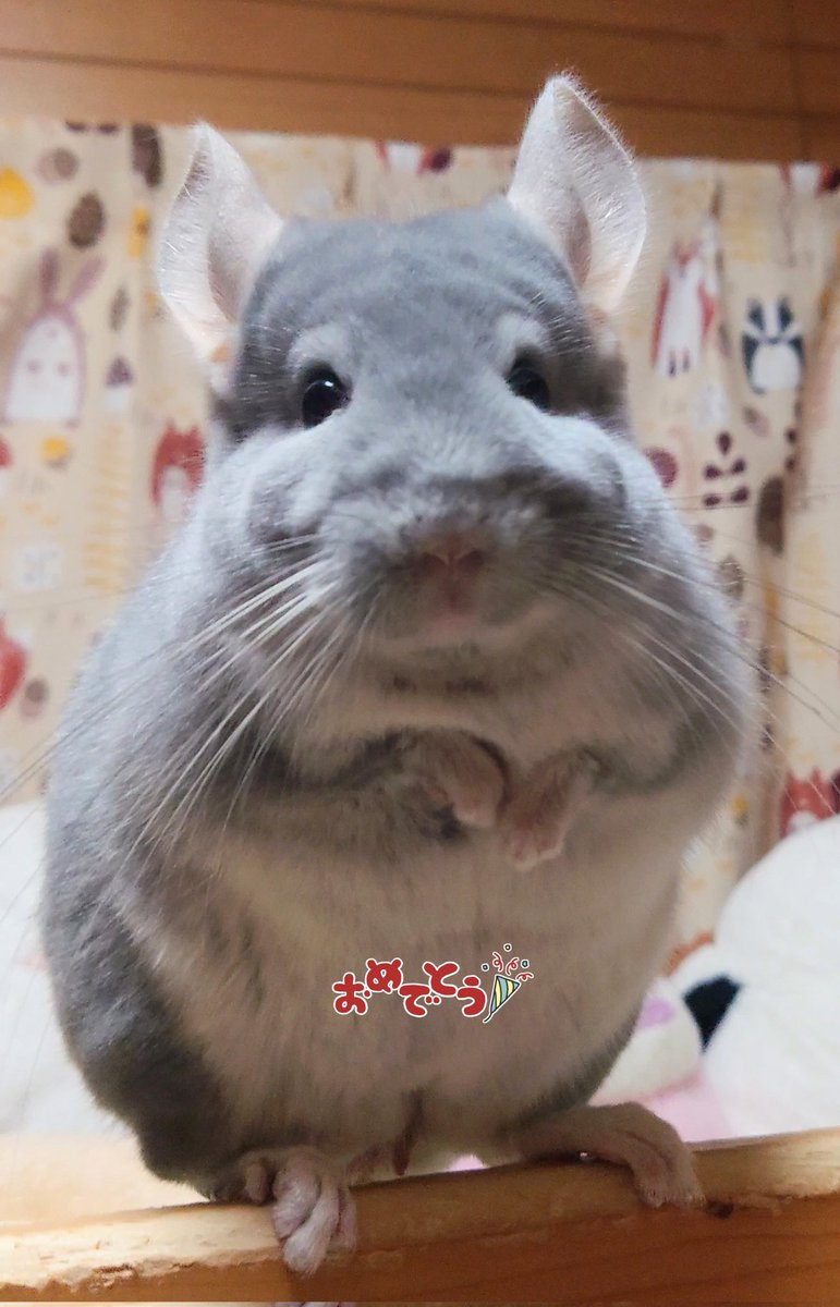 ようこ tweet media