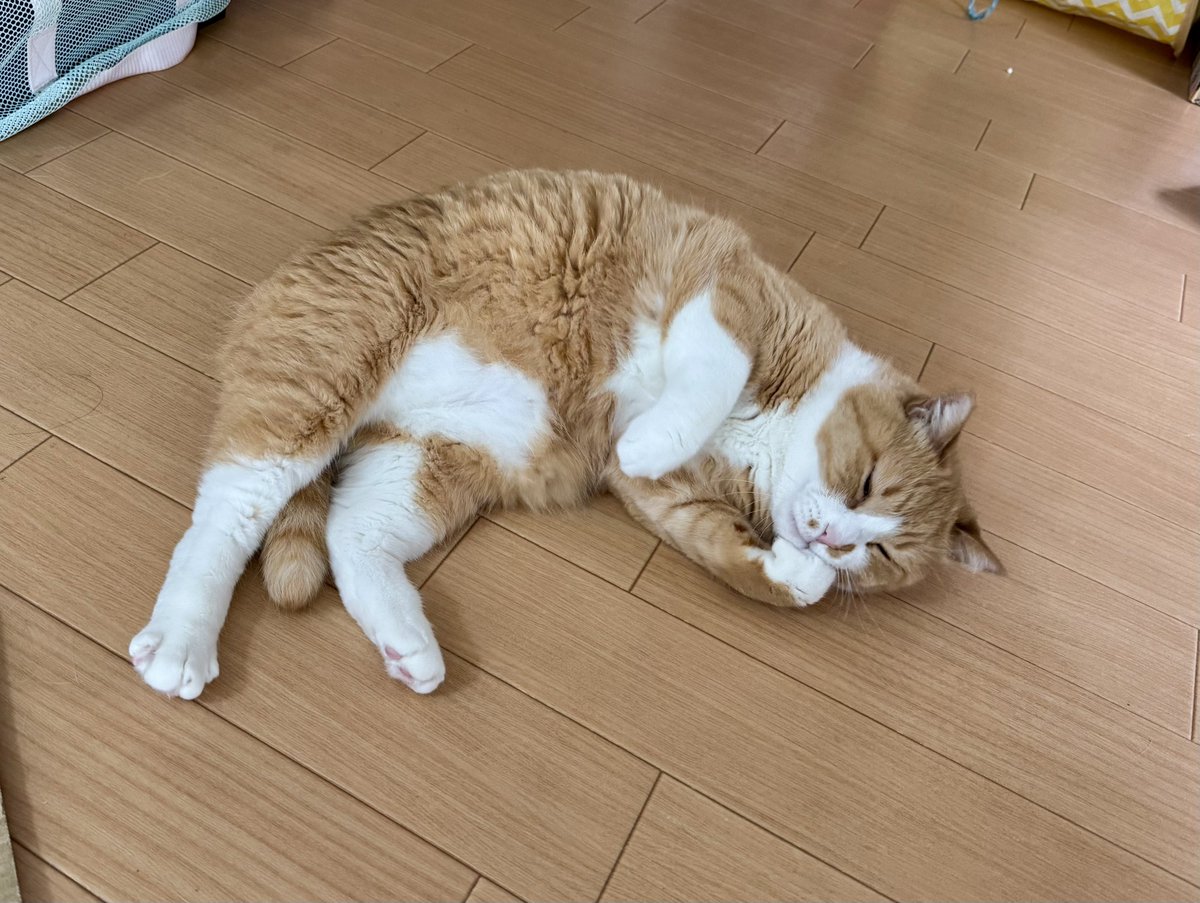さにたすさんてちくわ丸の人 tweet media