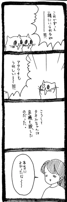 ドワーフキャットタオルちゃん97 