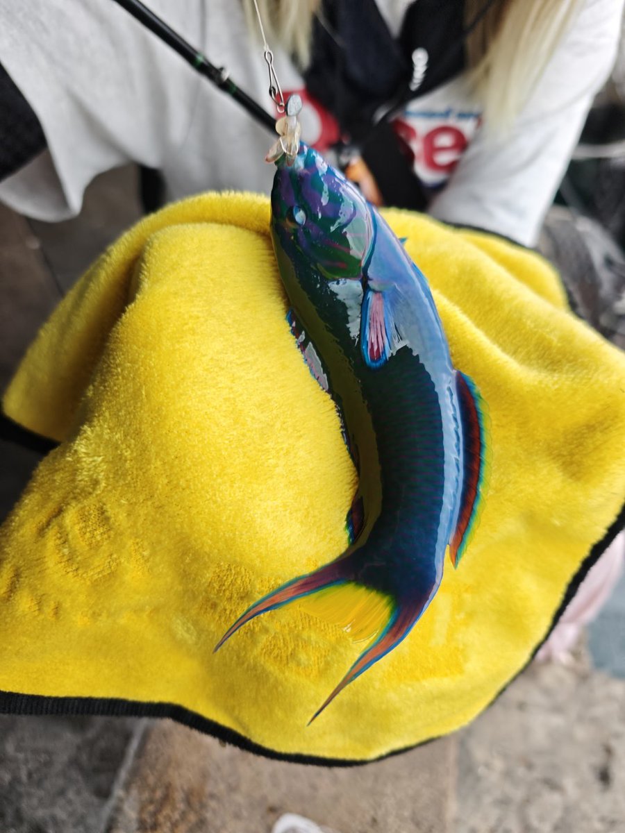 cristellaYK's tweet photo. 私の親友はとてもすごいので、ほとんど魚が釣れません。 https://t.co/esA6ouomMT