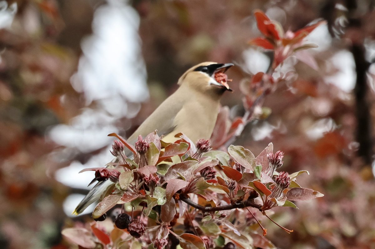 kvallevand's tweet photo. A berry hungry Cedar Waxwing today in Ottawa. #birdwatching @ThePhotoHour https://t.co/ORW8jnJnwE