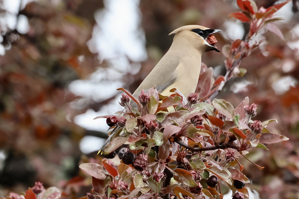 kvallevand's tweet photo. A berry hungry Cedar Waxwing today in Ottawa. #birdwatching @ThePhotoHour https://t.co/ORW8jnJnwE