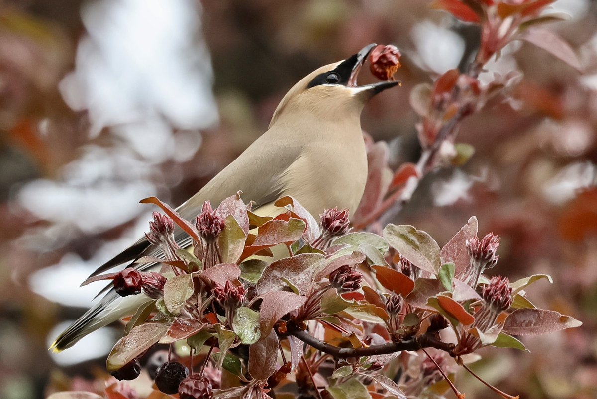 kvallevand's tweet photo. A berry hungry Cedar Waxwing today in Ottawa. #birdwatching @ThePhotoHour https://t.co/ORW8jnJnwE