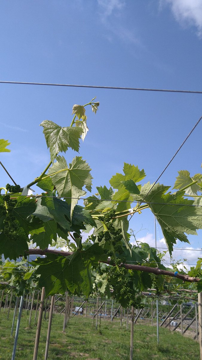cla_nyancoSGE's tweet photo. 休憩中＠ブドウ畑🍇
今日もいい天気、ブドウ順調に育ち過ぎて作業に追われています💦
#モーリーフレスカ 聴きながら、クイーンセブンの房切り作業中✂️
#OTTAVA https://t.co/2TOVhNVVNj