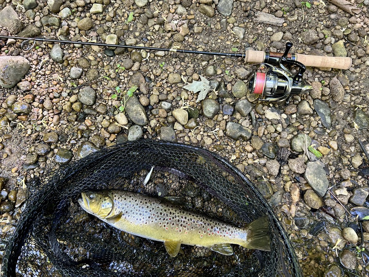 Angler_sta's tweet photo. オハイオ初トラウトはブラウンでした🐟
ルールがミシガンよりも厳しく色々制限があり、写真撮影も早めにとの事でルアーも綺麗に揃えられませんでしたがソギーンフィッシュです😁😁
#NLW
#nishinelureworks
#Saugeen40
#ZPI
#proarm https://t.co/Bux9Iu9oEP