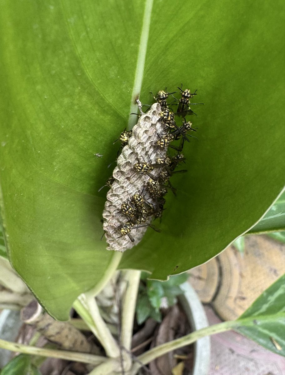 Mrinal_MLA's tweet photo. #InsectIdentification
Yellow jacket wasps.
An aggressive predators and pollinators that live in colonies.
#BioDiversity https://t.co/ay5MOFm2mF