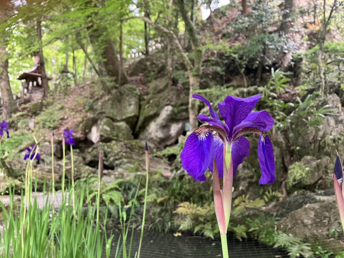 石山寺  Ishiyamadera tweet media