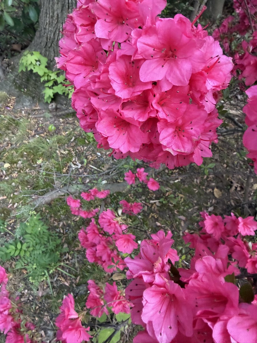 tawkobelle's tweet photo. Some recent flower pics 🌸💕☺️ https://t.co/y68FoXwJGG