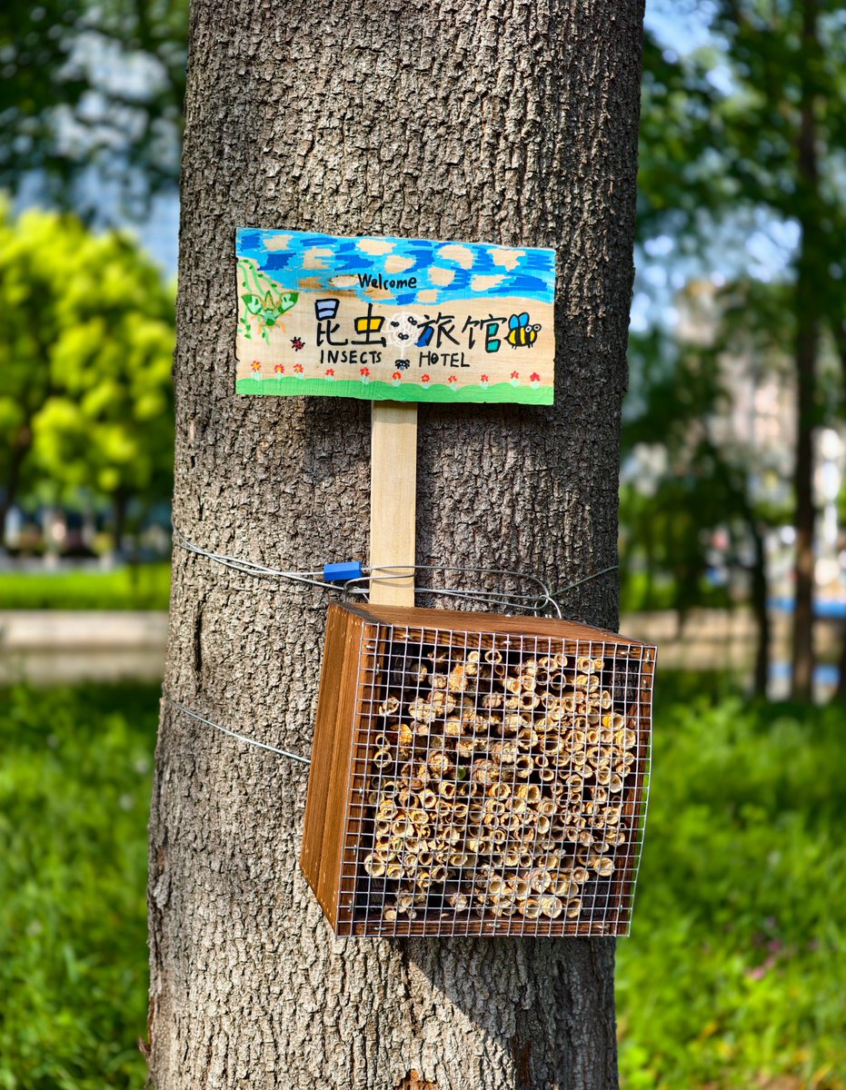 ShanCenter's tweet photo. On Apr 25, volunteers built insect hotels with reeds and twigs at Nanjing Olympic Sports Center, creating tiny homes for solitary bees among native plants. 🌿🐝
We’ll check back soon—sealed reed holes = happy new residents! Spot one? Snap &amp; tag us to celebrate urban biodiversity. https://t.co/I4nrfnSQJJ