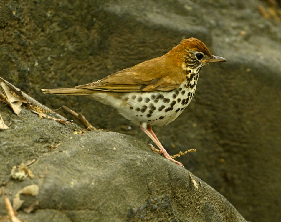cab1998's tweet photo. Wood Thrush, one of a few hopping around in the Ramble this afternoon #birdcpp https://t.co/WOos22HySy