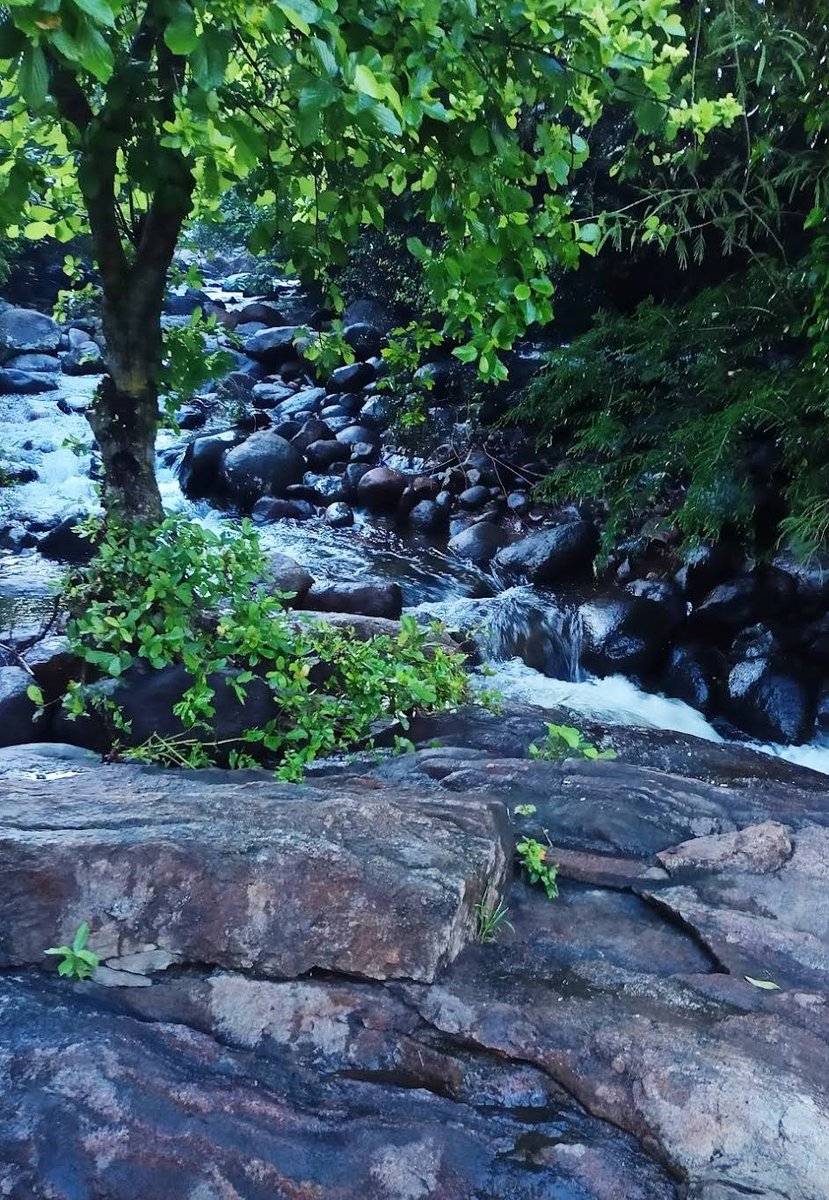 MegamalaiS's tweet photo. The Rakachi Amman Kovil Water Falls is a seasonal natural attraction located in the Western Ghats near Rajapalayam. Managed by the Srivilliputhur Forest Range, this site is often referred to as a "secret" or hidden gem. It is distinct from the more famous Ayyanar Falls located in the same region.

Image credits to respective owner