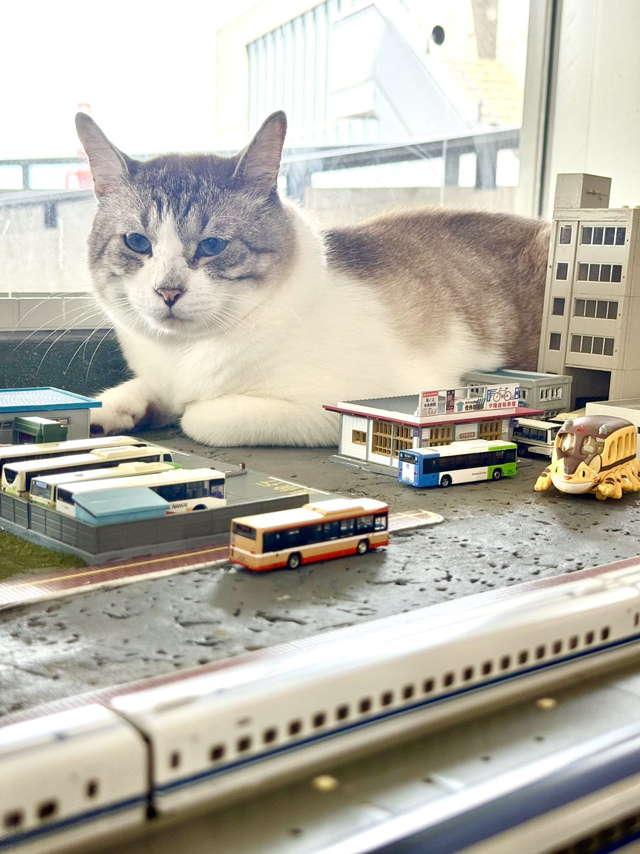 保護猫カフェ ねこの箱舟 天保山店 Cats Wonderland Osaka-bay