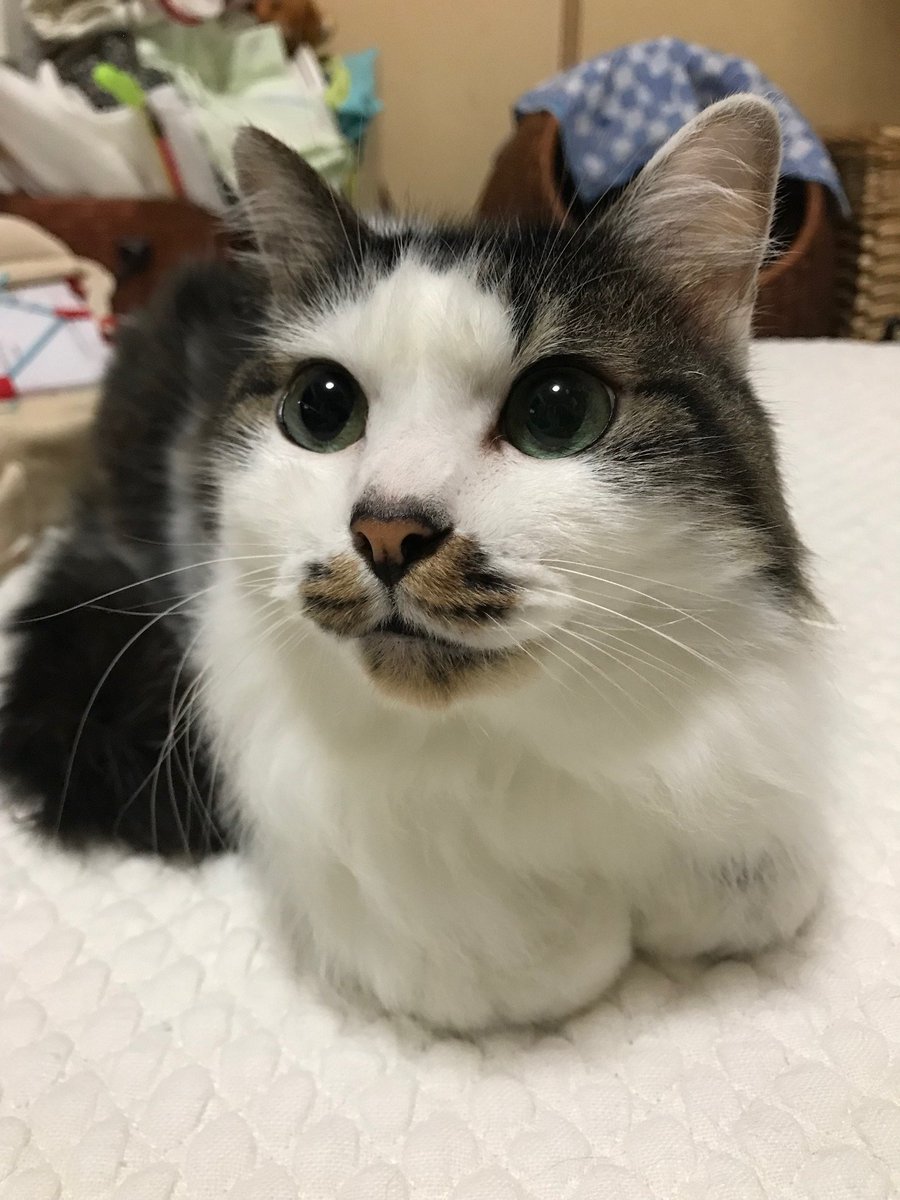 営業部長あんまき 消えるいいねに負けないニャ tweet media