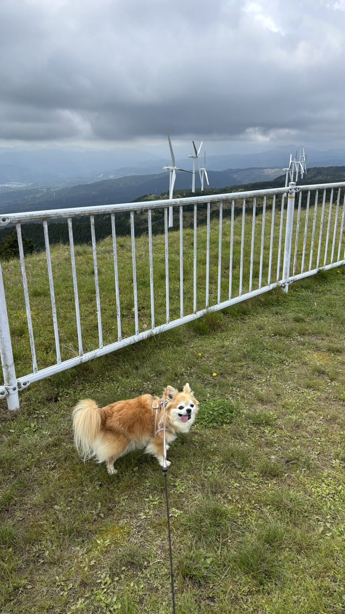 チビちゃん見晴らしいいね✨