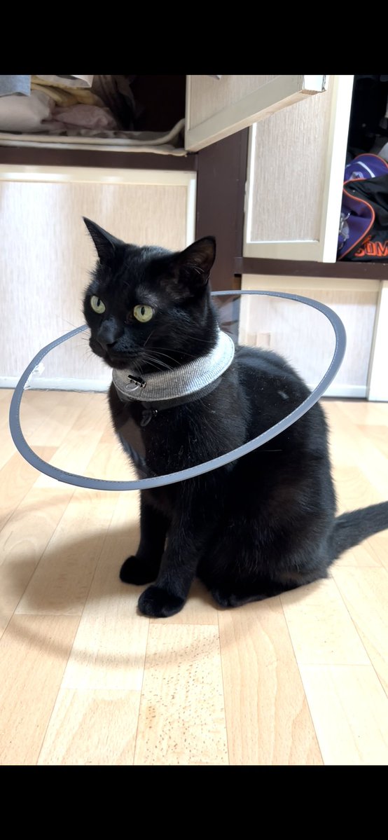 DOSANKO-CATS🐾 tweet media
