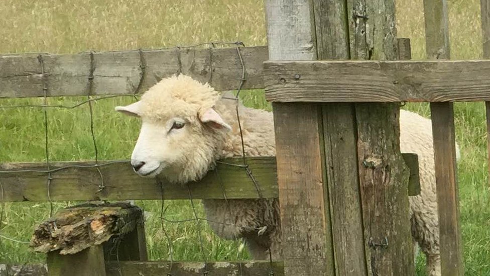 sheep tweet media