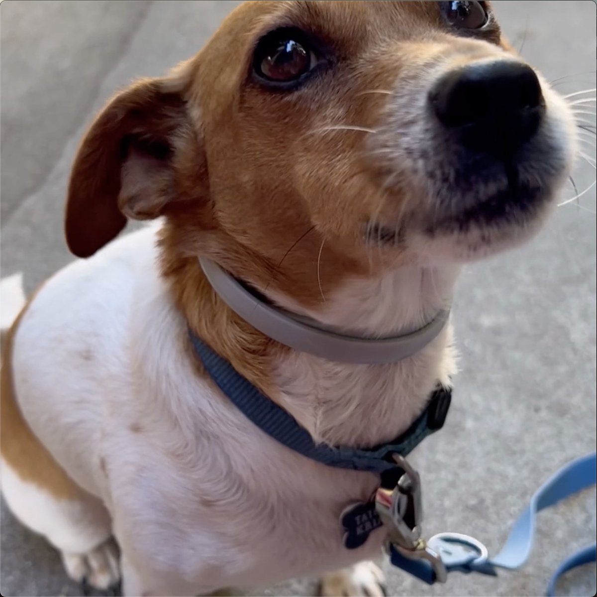 DewelPro's tweet photo. 🐶🌿 One collar. 8 months of plant-based flea &amp; tick protection. No sprays. No mess. Just daily adventures with peace of mind. #dogs #DEWEL #dewelpro https://t.co/sLw7jigYUH