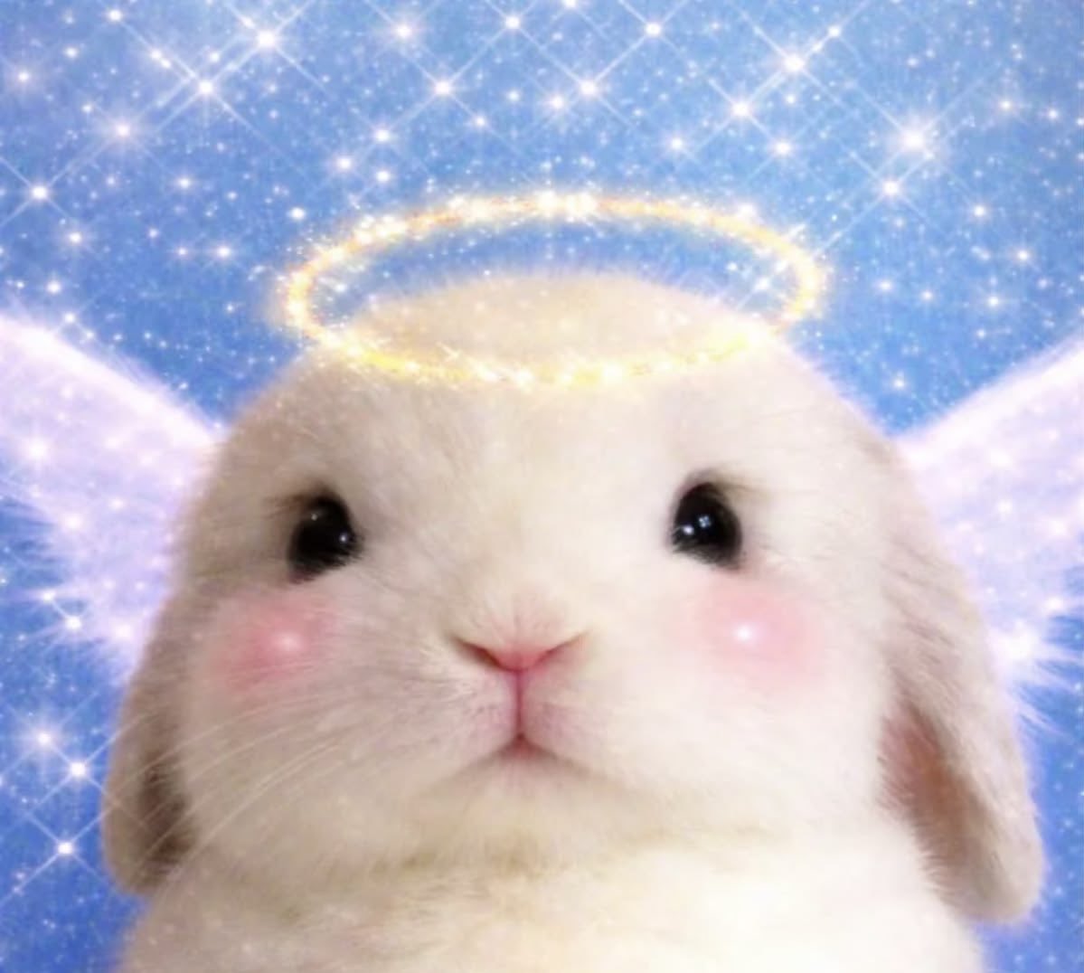Rabbit tweet media