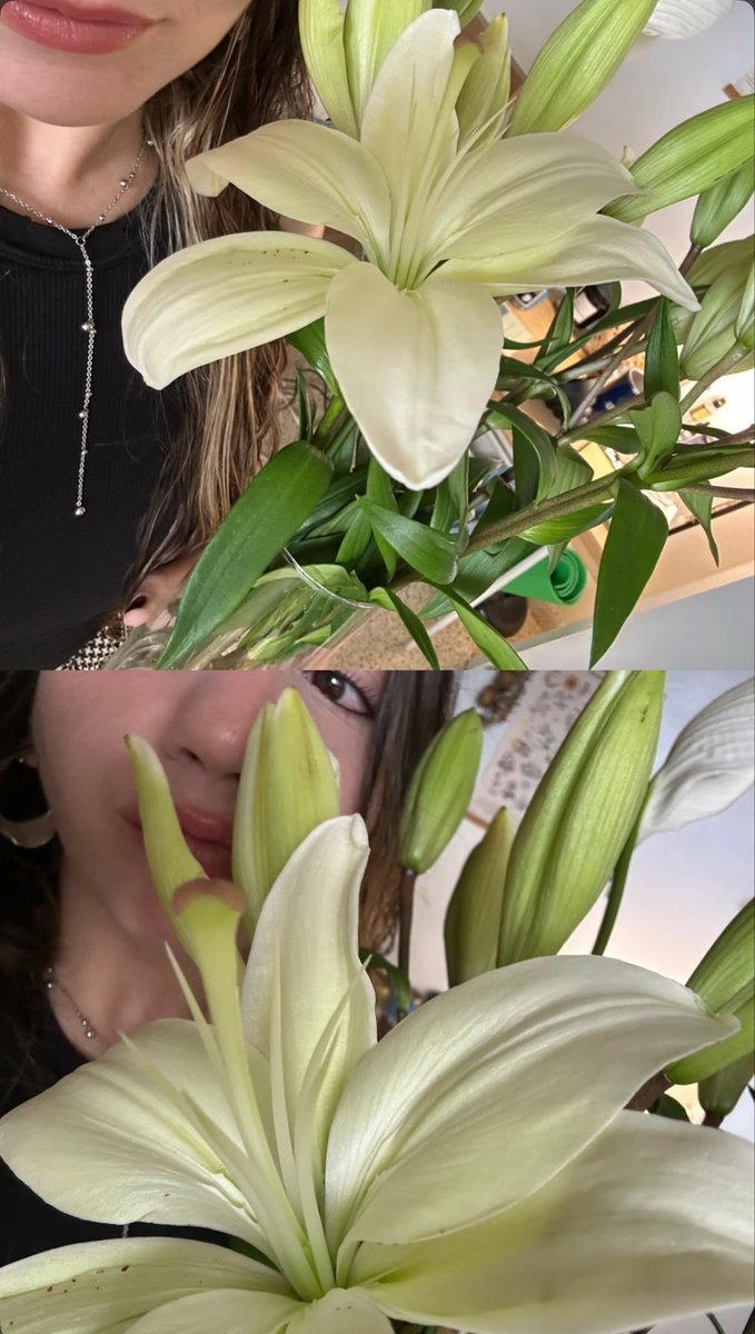__alanav's tweet photo. ⋆｡‧˚ lovely lilies ˚‧｡⋆ https://t.co/GH5G7eDEYy