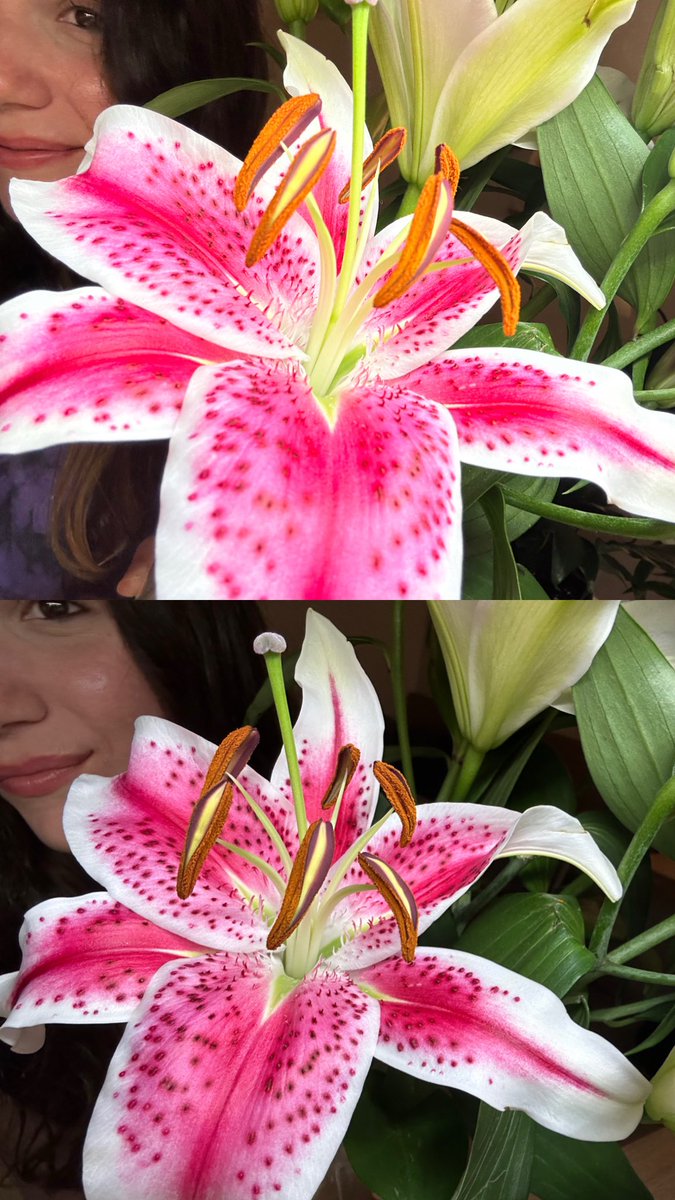 __alanav's tweet photo. ⋆｡‧˚ lovely lilies ˚‧｡⋆ https://t.co/GH5G7eDEYy