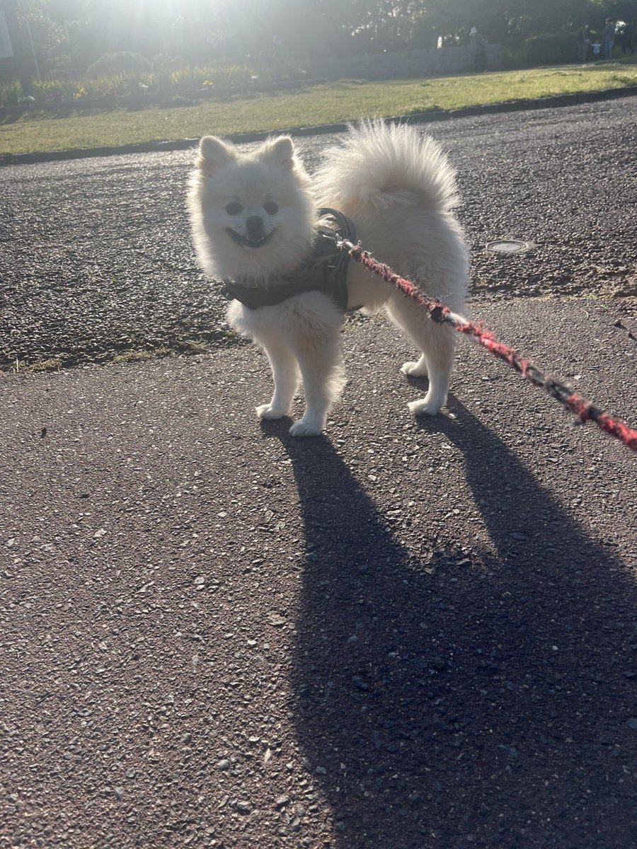 pomenopon's tweet photo. あさんぽ🐕 https://t.co/gV3brWVnEb