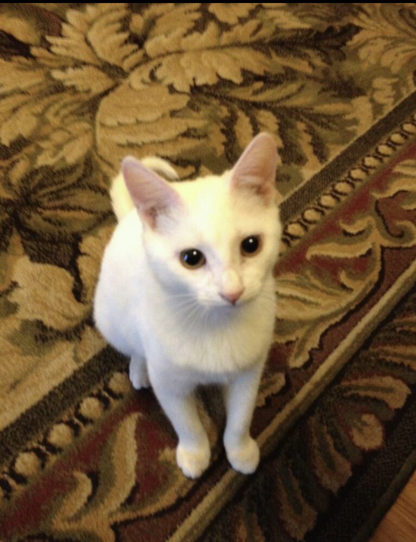 debbieaymond's tweet photo. @saniyafatma1278 Sweet Scooter and Pretty Pearlie https://t.co/bvoNT1sB0l