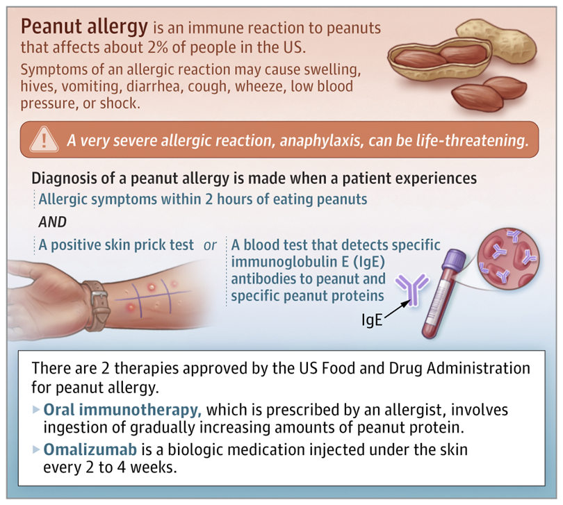 JAMA_current's tweet photo. Peanut allergy involves an immune reaction to peanuts that may cause skin, gastrointestinal, respiratory, and cardiovascular symptoms, and can cause severe allergic reactions. 

📄 Learn more in this JAMA Patient Page: https://t.co/vzXhZJS87M https://t.co/DPgYOqPBgO